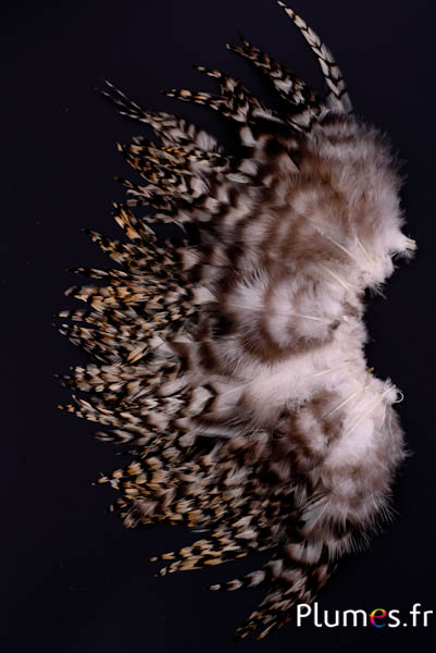 Coq chinchilla - 9-13 cm - naturel